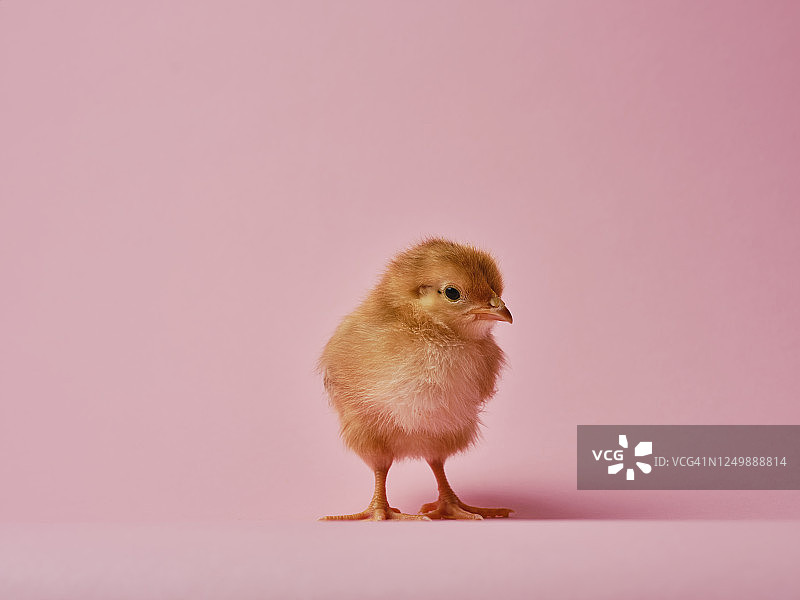 小鸡图片素材