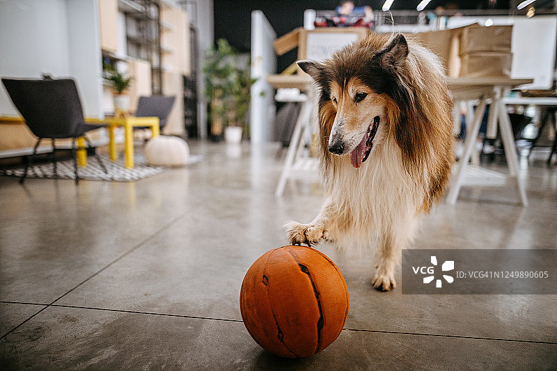 柯利犬玩篮球图片素材