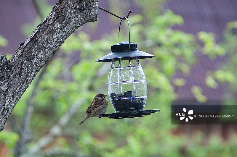 麻雀在灯笼状的喂食器里吃葵花籽图片素材