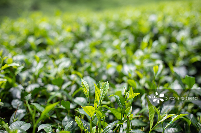 斯里兰卡茶叶图片素材