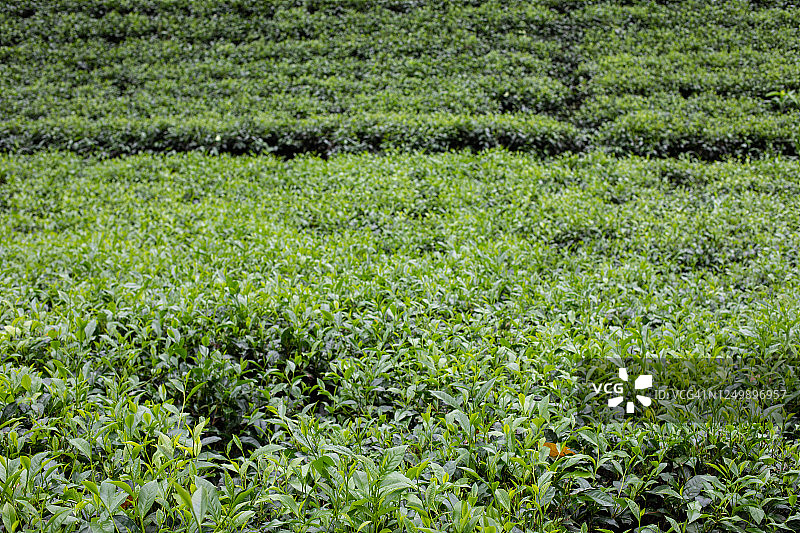 斯里兰卡茶园风光图片素材