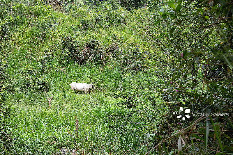 斯里兰卡自然风光图片素材