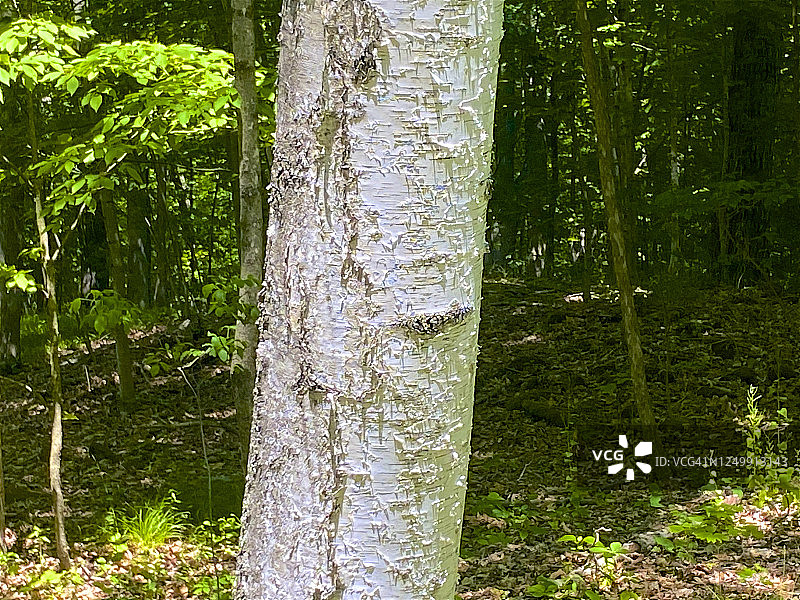 春天里桦树的特写图片素材