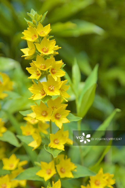 春天的点地梅图片素材