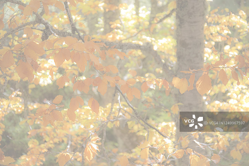 山毛榉树的秋叶细节图片素材
