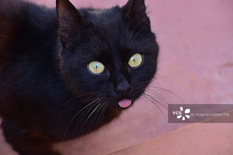 吐舌头的黑猫图片素材
