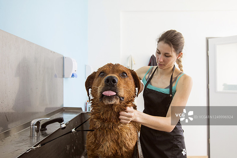年轻宠物美容师在沙龙的浴缸里给混种犬洗澡图片素材