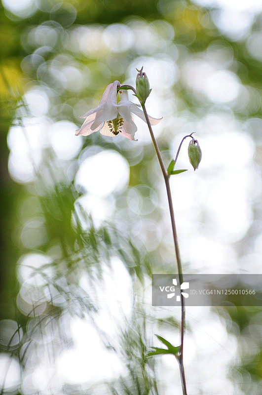 森林中暮光下的耧斗菜图片素材