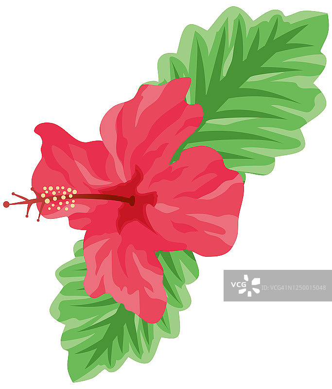 红色木槿花插画图片素材