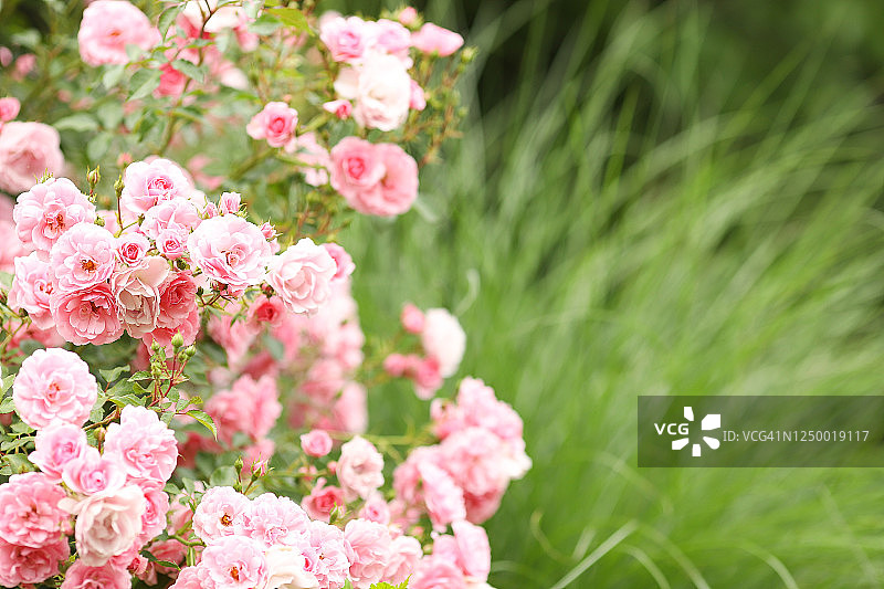 花园里美丽的保加利亚大马士革玫瑰图片素材