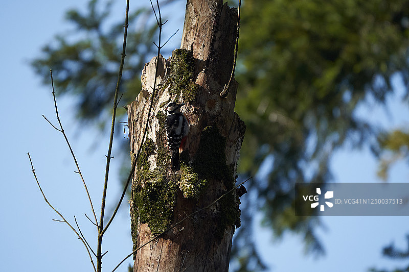 伟大的发现啄木鸟图片素材