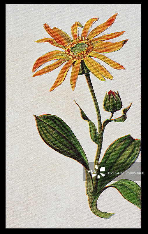 药用植物老式雕刻插图图片素材