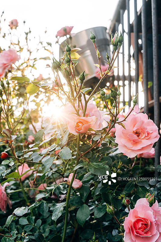 花园里的逆光玫瑰图片素材