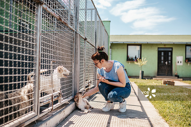 流浪狗收容所图片素材