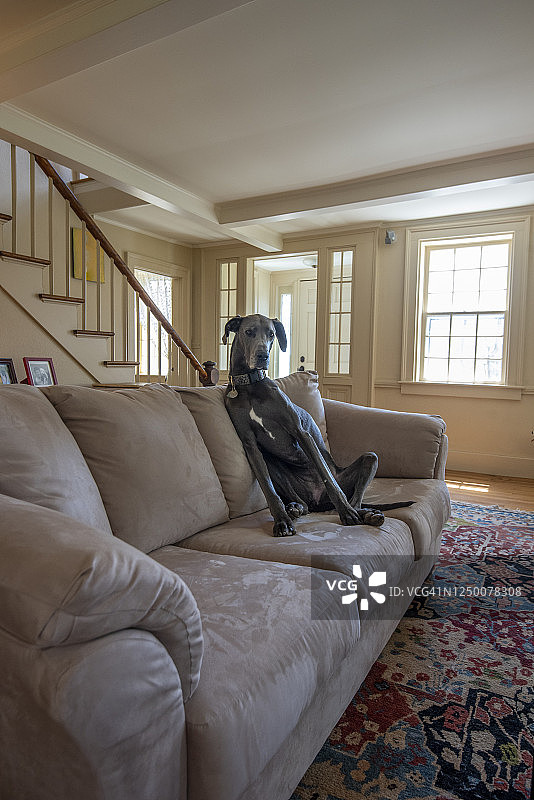 坐在客厅沙发上的大丹犬图片素材