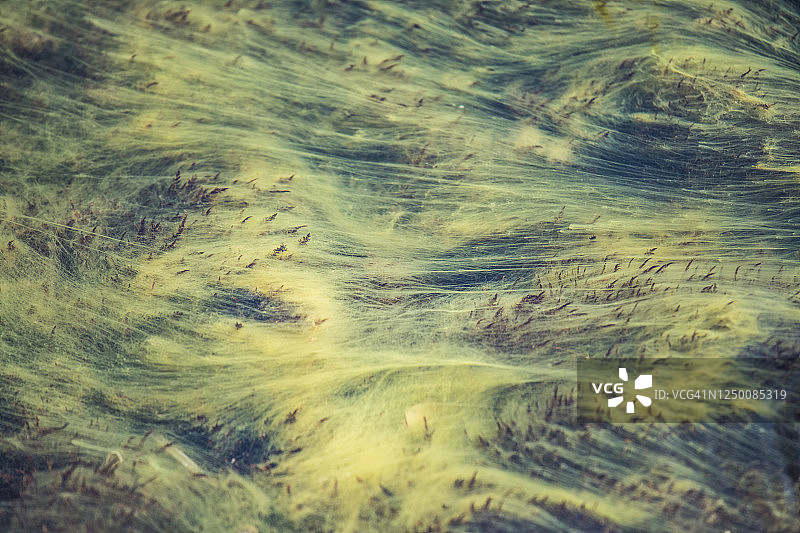 在干净的河水中生长的藻类图片素材