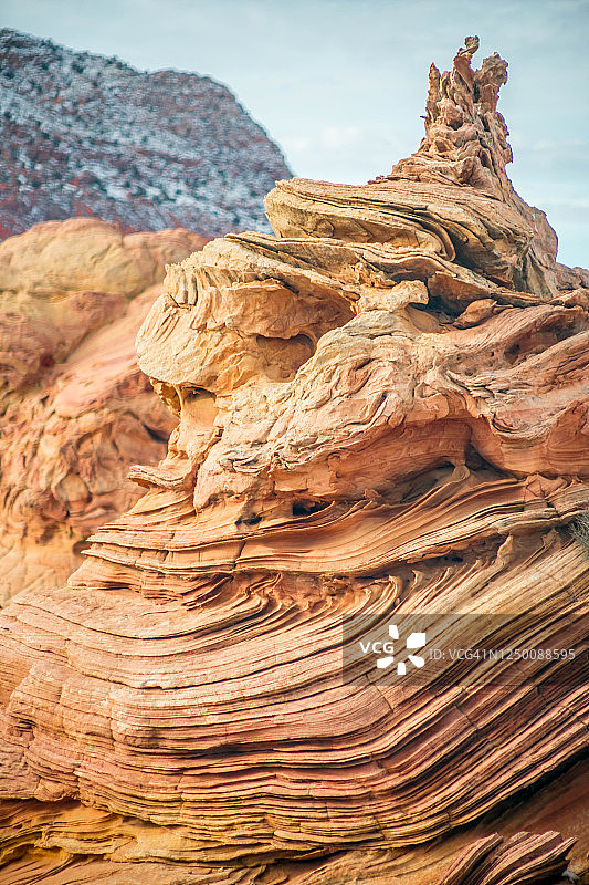 棉白杨湾的分类帽，南郊狼丘图片素材