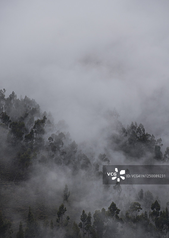 秘鲁胡宁塔马森林上空的清晨薄雾图片素材
