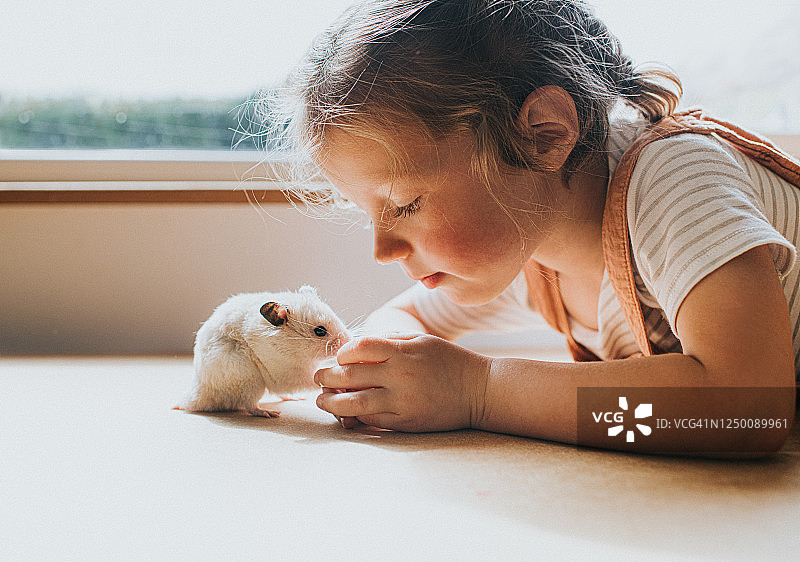 叙利亚仓鼠和窗边的女孩图片素材
