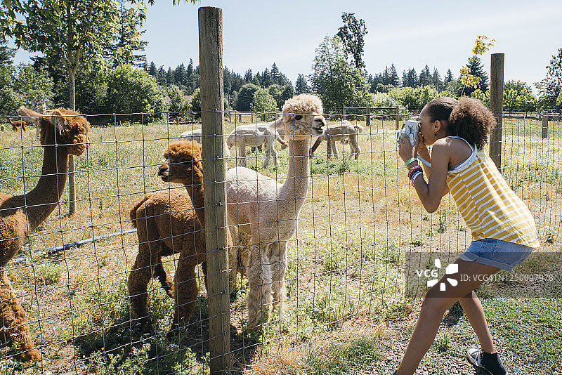 女孩隔着栅栏用即时相机拍摄美洲驼图片素材