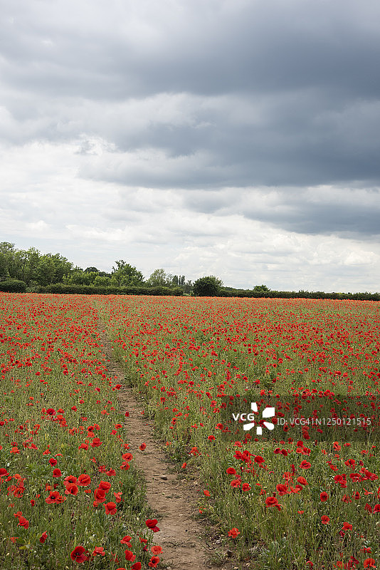 罂粟花田图片素材