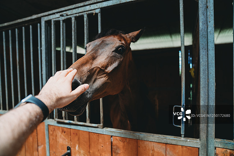 男人抚摸马的视角图片素材
