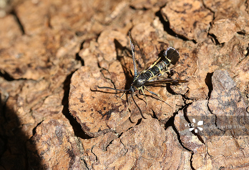 一只美丽的醋栗透翅蛾停在树干上图片素材