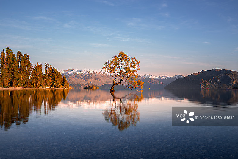 秋天的瓦纳卡柳树图片素材