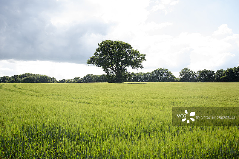 孤独的树图片素材