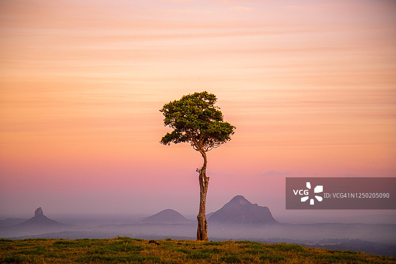 山间日出柔和的粉彩色调与一棵树图片素材