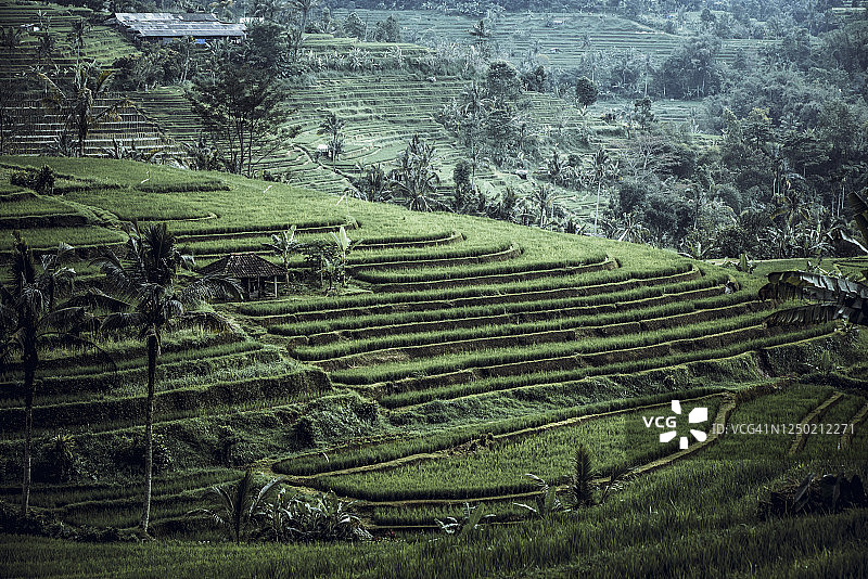印度尼西亚巴厘岛的梯田图片素材