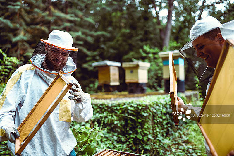 男养蜂人照料蜂箱图片素材