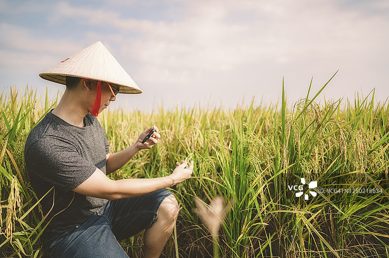 农民在适耕庄农田检查稻田作物，并用便携信息设备记录图片素材