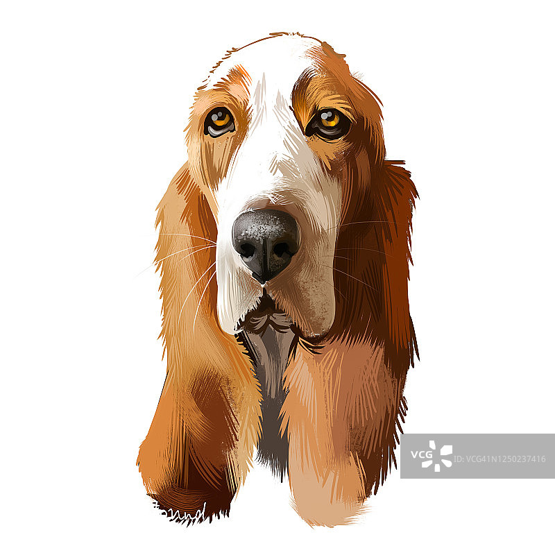 巴吉度猎犬或哈士奇短腿品种猎犬家庭犬数字艺术插画，隔离在白色背景上。英国、法国血统犬。可爱宠物手绘肖像。图形剪贴画。图片素材