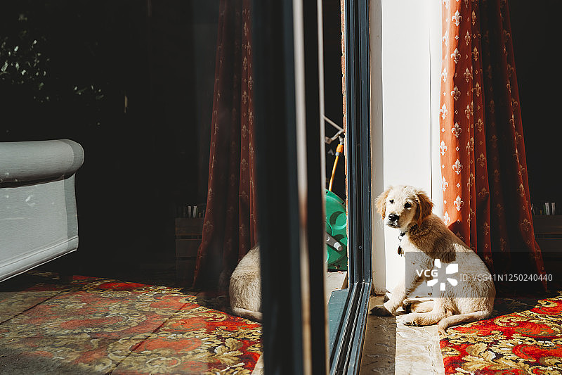 可爱的金毛寻回犬拉布拉多幼犬坐在滑动门旁图片素材