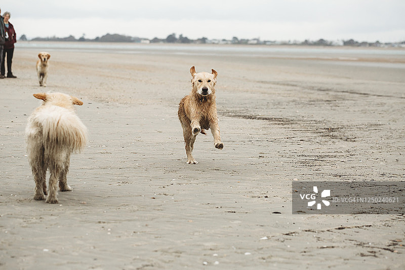 金毛拉布拉多在海滩上朝镜头跑来图片素材
