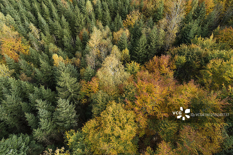 航拍德国巴伐利亚森林秋树图片素材