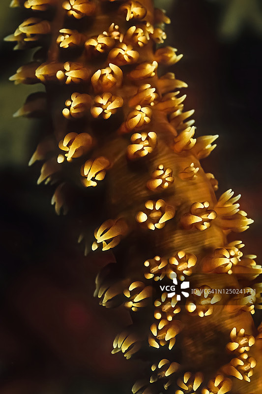 马达加斯加美丽的火珊瑚图片素材