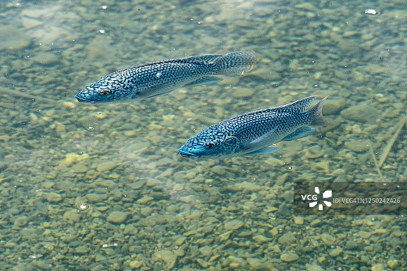 蓝色罗非鱼群图片素材
