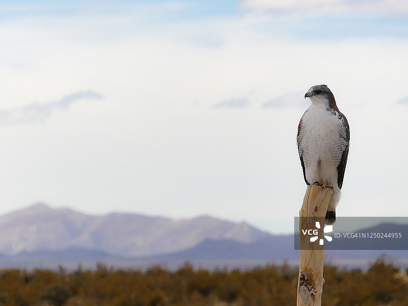 栖息在围栏柱子上的鹰图片素材