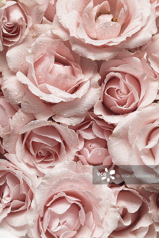 带有水滴的粉色玫瑰花束特写图片素材