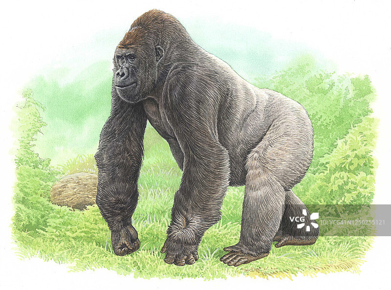 大猩猩插画图片素材