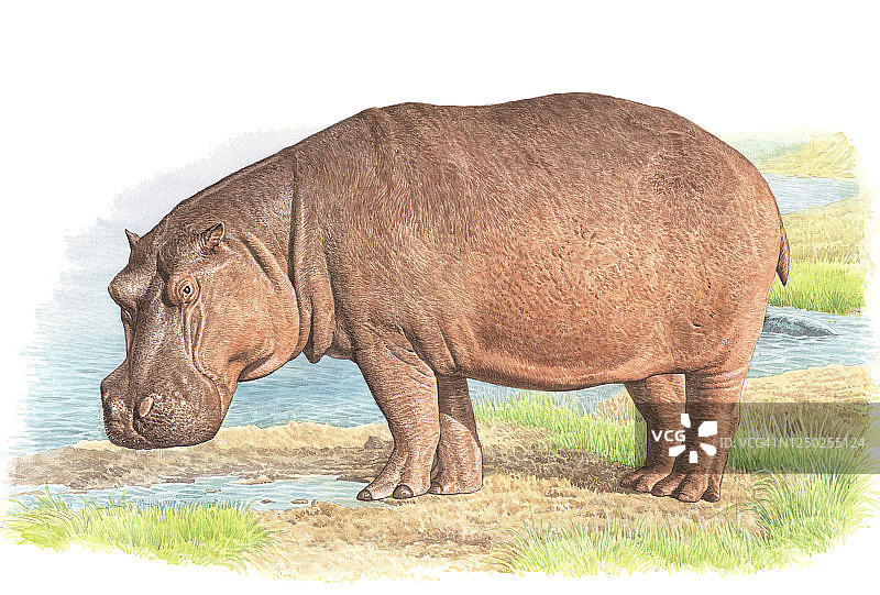 河马插画图片素材