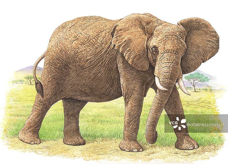 非洲象插画图片素材