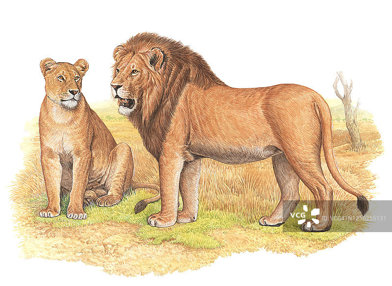 插画：狮子（雄性，雌性）图片素材