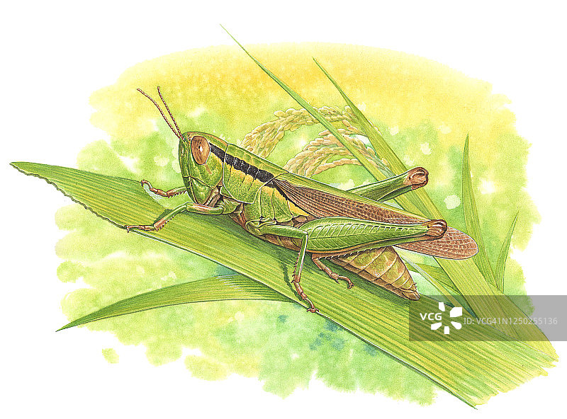 蚱蜢插画图片素材