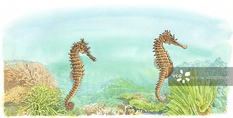 海马插画图片素材