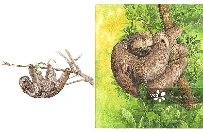 插画，树懒图片素材