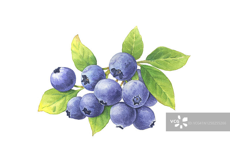 黑莓插画图片素材