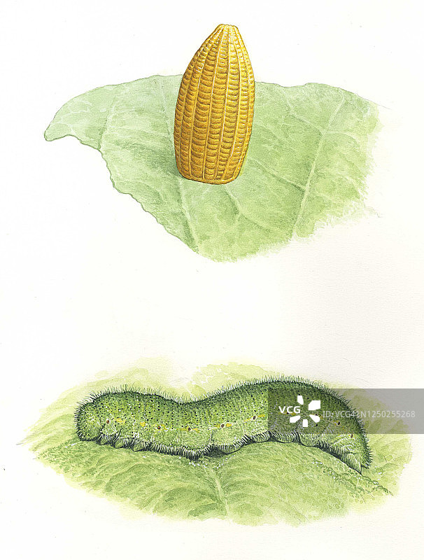 菜粉蝶的卵和幼虫插画图片素材